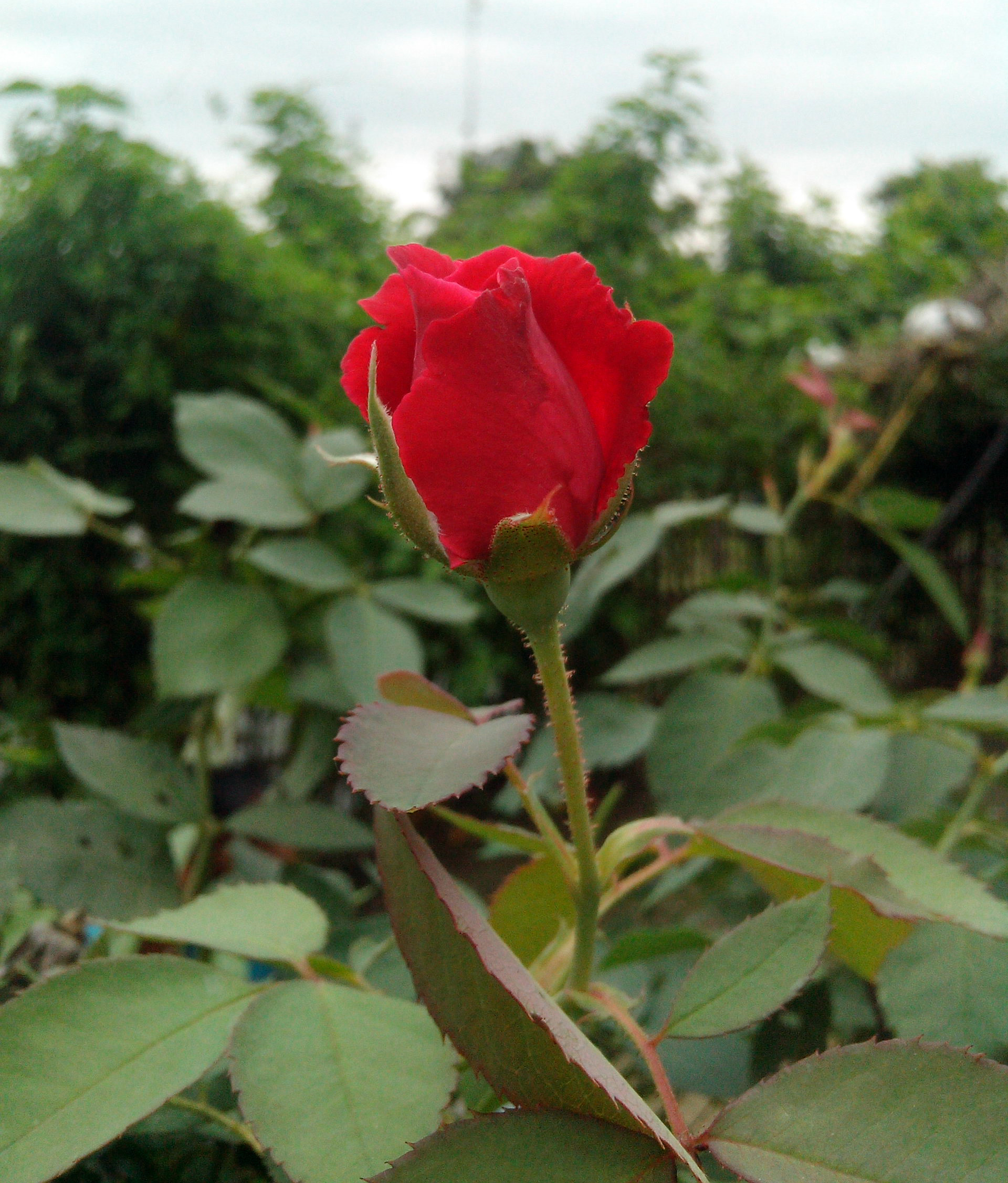 Red Rosa